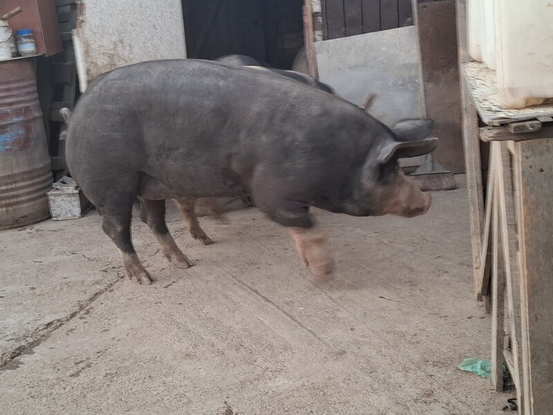 Vand porci de tara