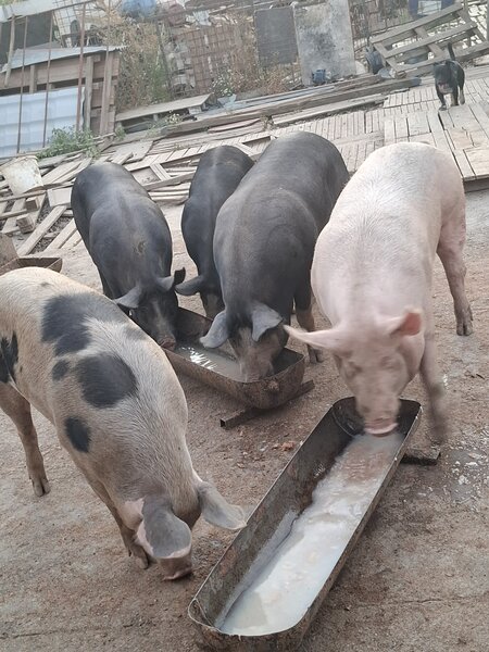 Vand porci de tara