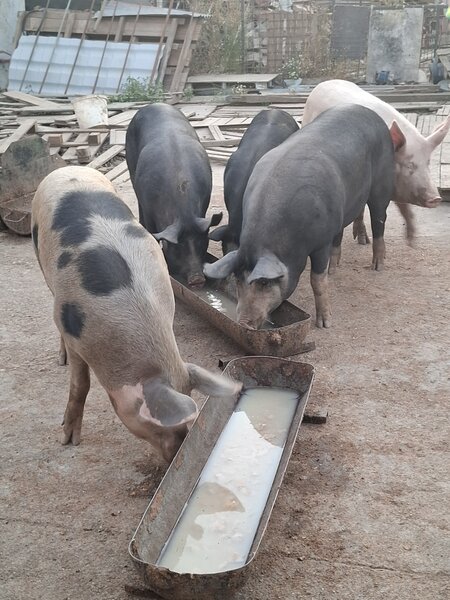 Vand porci de tara
