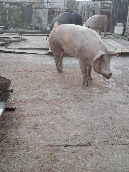 Vand porci de tara