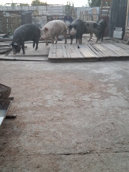 Vand porci de tara