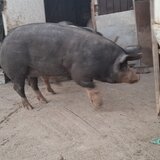 Vand porci de tara